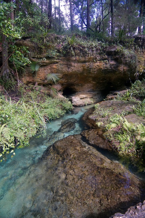 goodcopbearcop:Rock Springs really shows off the beauty of Florida’s Limestone. Rock Springs, Kelly 