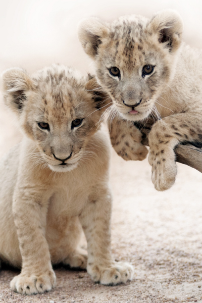 Baby Animal Posts