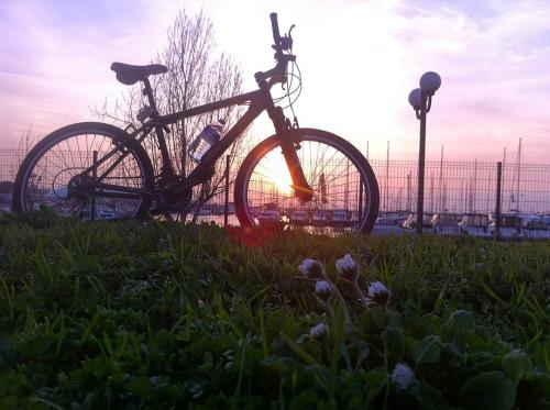 thebicycletree:  #bisiklet #bike #bicycle #bicycles #bicicleta #velo #velespit #bisikletyolu #flower