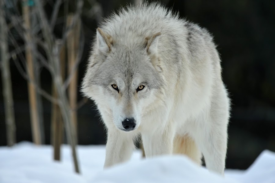 fox-power:  More photos on http://fox-power.tumblr.com/