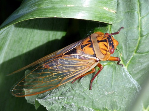 realmonstrosities:  The Masked Devil heeded the call! It’s a big cicada from south east Australia that spends 7 years as an underground nymph and about 6 weeks as an overground adult. The Masked Devil is actually just one colour morph of Cyclochila