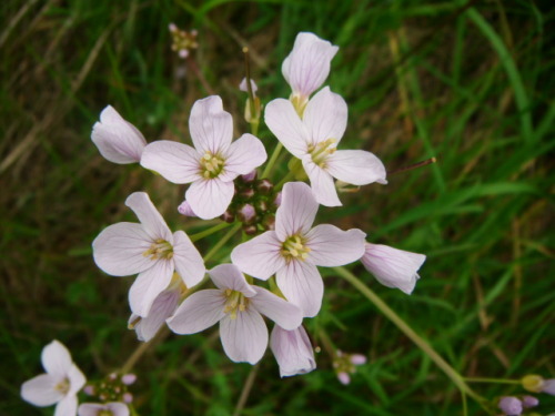 Cuckoo flower (Cardamine pratensis) - very common here in Ireland but very dainty and pretty. Before