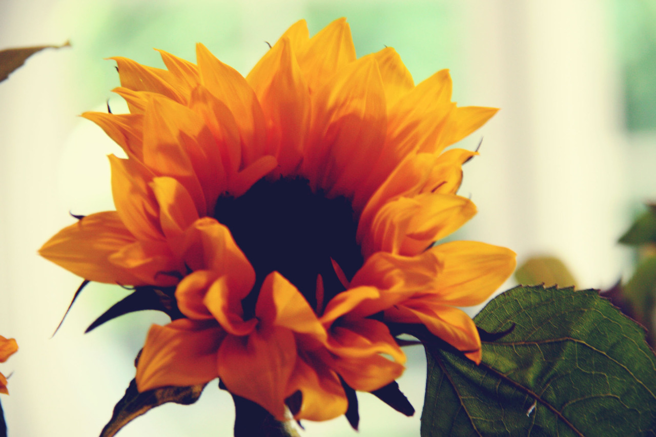 athousandsweetkissies:  sunflowers  
