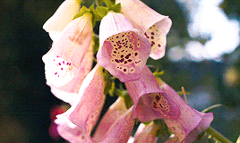 Ask Isobel Allen Tumblr_pbe4ohqbZm1r23joco7_r2_400
