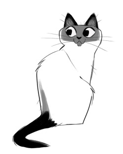 dailycatdrawings:  709: Siamese Sketch  FAQ