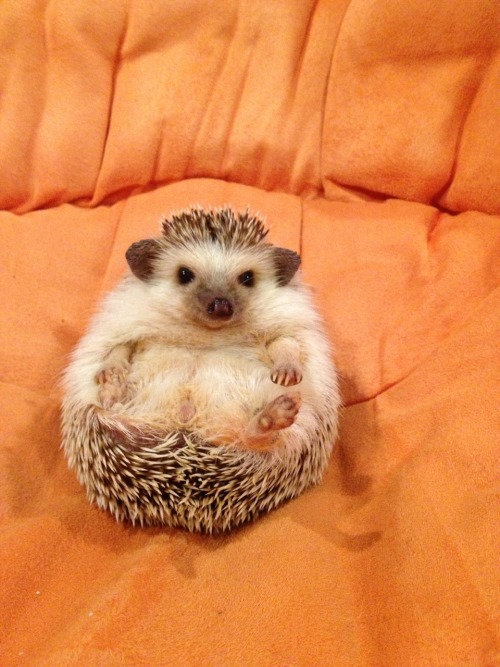 gottalovehedgehogs:Excuse me but this seat is taken.