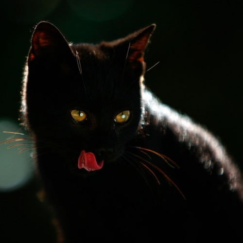 Fulvio Fusani (Italian, based Valmontone, Rome, Italy) -  Black Cat, 2013  Photography 