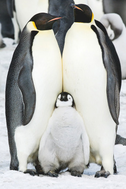 italian-luxury:  Happy Feet Family Portrait