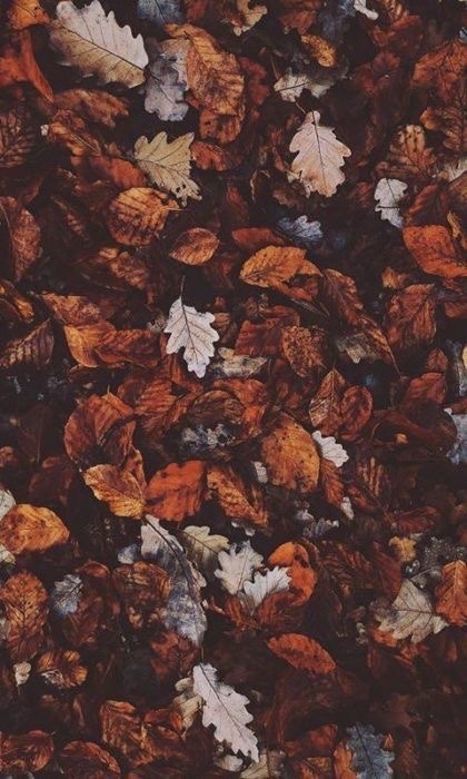 autumn on Tumblr