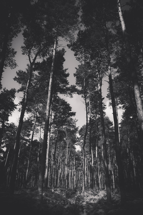 silly-luv:  ♡ find your best posts on my blog ♡