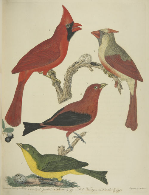 Selections from American ornithology v.02, 1810. 