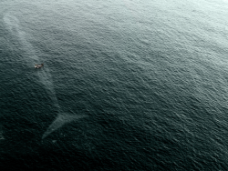 rather-not:lukespenguin003:blessingly: theoppositeofafternoon:  yogi-mama:  blazepress:  Reasons to be scared of the ocean.  Whales are one of my fears. This picture makes me nauseous haha.  wtf i never realized they’re so big!  fucking whales scare