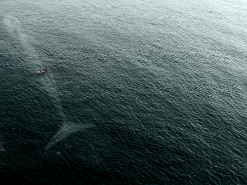 blessingly: theoppositeofafternoon: yogi-mama: blazepress: Reasons to be scared of the ocean. Whales