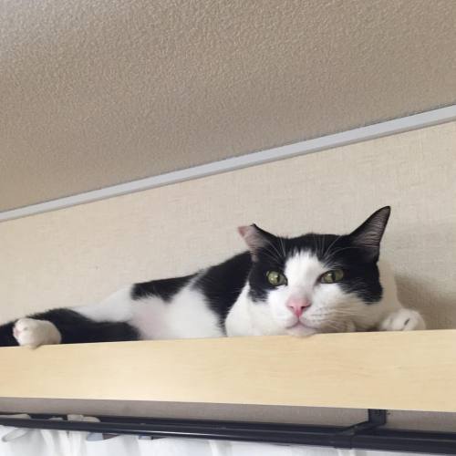 rainyswift:  ［猫補給］ #cat #猫 #ねこ #ネコ #猫部