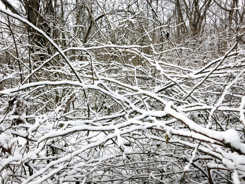 alethiosaur:Hickory Hill in Iowa City. 