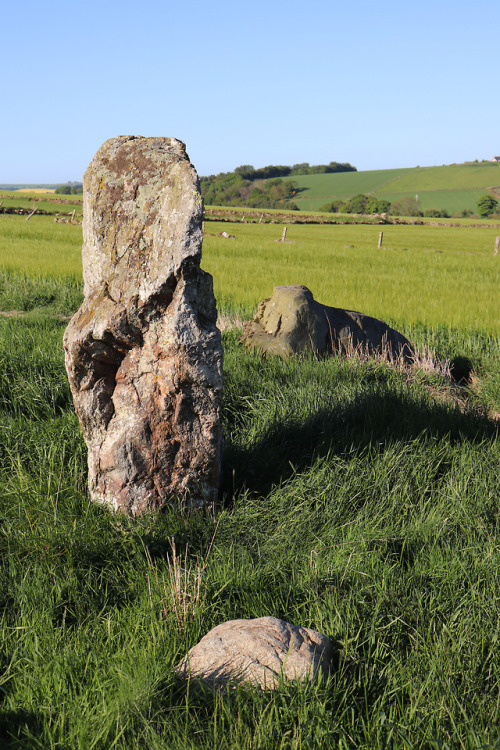 Balquhain Recumbent Stone Circle, Aberdeenshire, 27.5.18.This recumbent stone circle occupies a fant