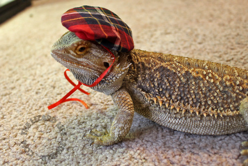 Norbert got some costumes for her birthday!So if anyone needs a small Scottish steampunk dragon&hell