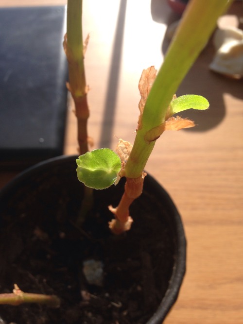 2.18.16 - All sorts of new leaves!