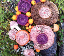 itscolossal:Mushroom Arrangements by Jill Bliss