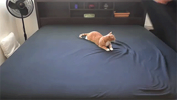 sizvideos:  Making a bed with cats aroundVideo