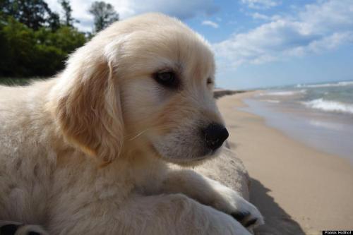 nakedwithshoes: nanalew:pup at da beach can’t not reblog SO PRECIOUS