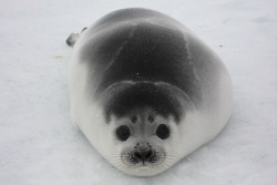 fuckyeahbabyseals:Baby ribbon seal