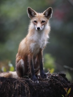 beautiful-wildlife:Fox by Charles English