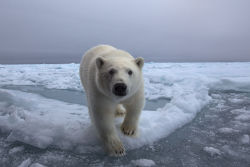 earth-song:  Welcome to ekspeditsiyu to Spitsbergen in July 2014! The focus of this expedition we will pay shooting polar bears and their habitat. by Дмитрий Архипов 