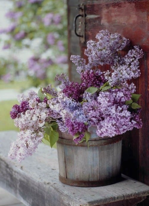 katysflowersandantiques: Lilac.