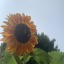 bigalqueenbee