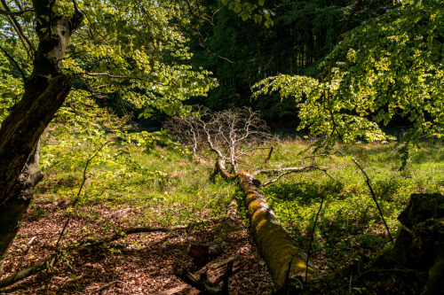 Jasmund National Park