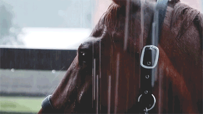 bridles-and-boots:myequinedlife:aaand another one, because its addicting: elli in the rainthis calms