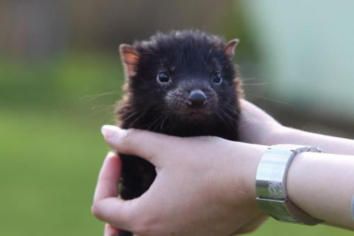 opossummypossum:  the tasmanian devil: embodiment of “cute but will fight you” 