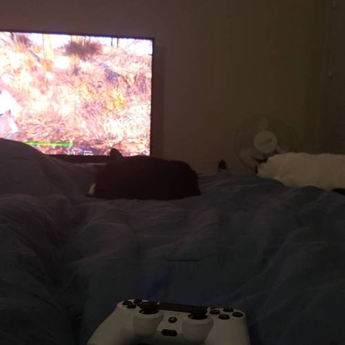 Playing Fallout 4 and the cats are enjoying the warm sheets. Jinx even watches the gameplay, silly c