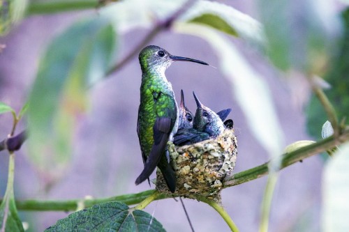 superbnature:  Nido de picaflores by Adhemar_Duro http://ift.tt/1uW8VV1
