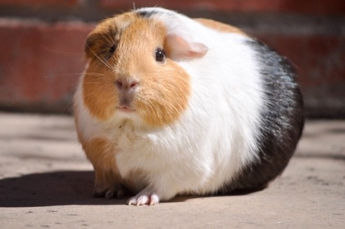 Куи морская свинка фото Ankaa Avarshina on Tumblr - #GLOBULAR PIG