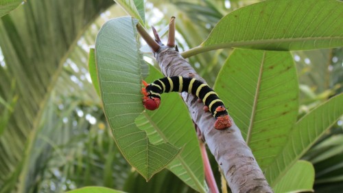 Caterpiller / butterfly - Martinique / Barbados 2015