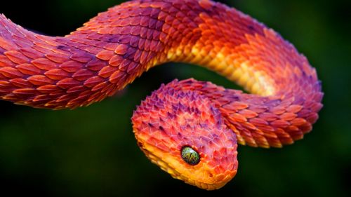 moongoddessgarden:  Atheris squamigera, common names:  green bush viper, variable bush viper, leaf viper and others, is a venomous viper species that can be found in West and central Africa: Ivory Coast and Ghana, eastward through southern Nigeria