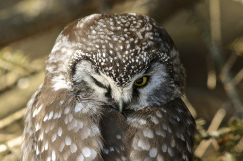 Boreal Owl (Aegolius funereus) &gt;&gt;by Olivier Barden