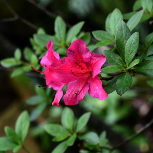 Tropical. #flowers#naturephotography#macrophotography#tropical#spring #pink