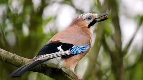 A Scream, Band or Jabber of Jays?There is little agreement on what to call a group of jays,another m