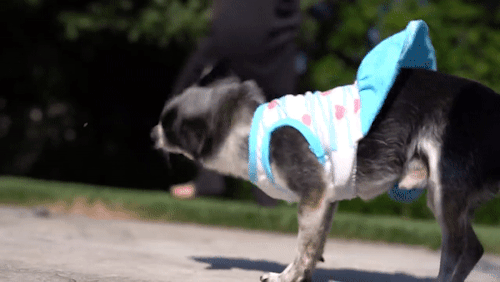 thesoftestboyes:11 Shirts for Marbles’ 11th Birthday