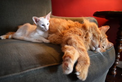 pangur-and-grim:  pangur-and-grim: there’s a stunning size difference between my white kitty and my parent’s orange beast. in case anyone wanted a 4-year update? 