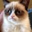 do-you-know-this-cat