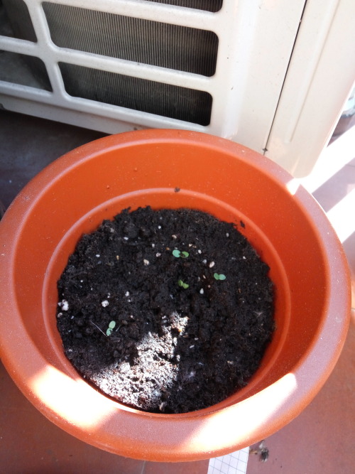 31/May/2016Just 5 days after being planted the sunflowers have sprouted! On the pic, 3 from white se