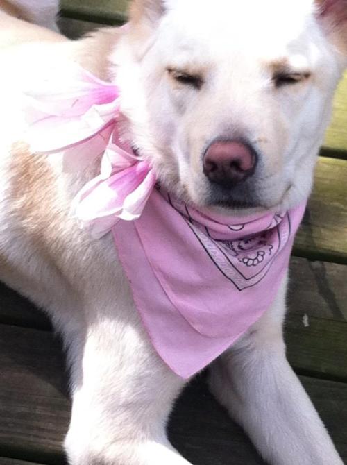 lusnka: Spring has sprung. My jindo puppy enjoying the spring air, and magnolias that have blossomed