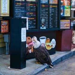 becausebirds:I’d like some freedom and a side of liberty please.