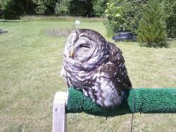 becausebirds:  Apparently owls melt in direct sunlight. 