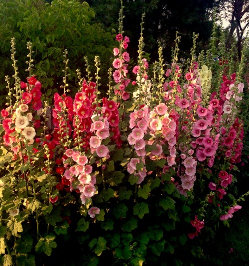rickinmar:Hollyhocks. Marblehead. 2016.