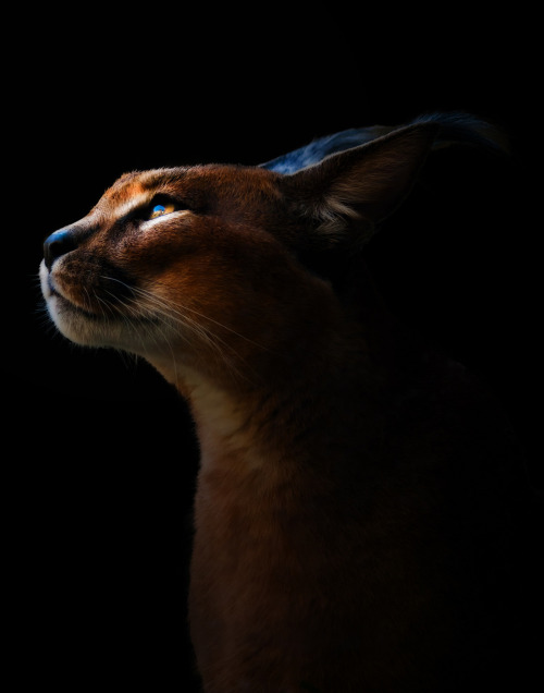 for-redheads:Ginger Animal of the WeekCaracal / Desert Lynx (Caracal caracal)Photos  |   [1] Caracal